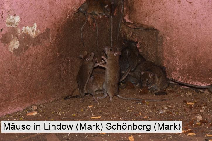 Mäuse in Lindow (Mark) Schönberg (Mark)